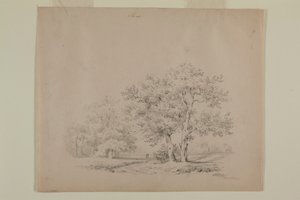 Disegno di querce di Johann Sutterlin